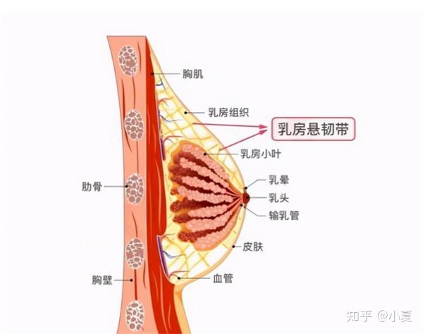 健身房穿运动背心骚_健身背心穿紧好还是宽松好_健身房穿背心奇怪吗